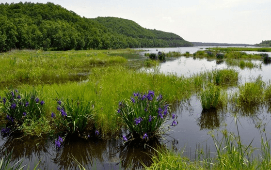 怎樣治理河道水草垃圾 怎樣治理河道水草垃圾